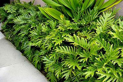 Philodendron spp
